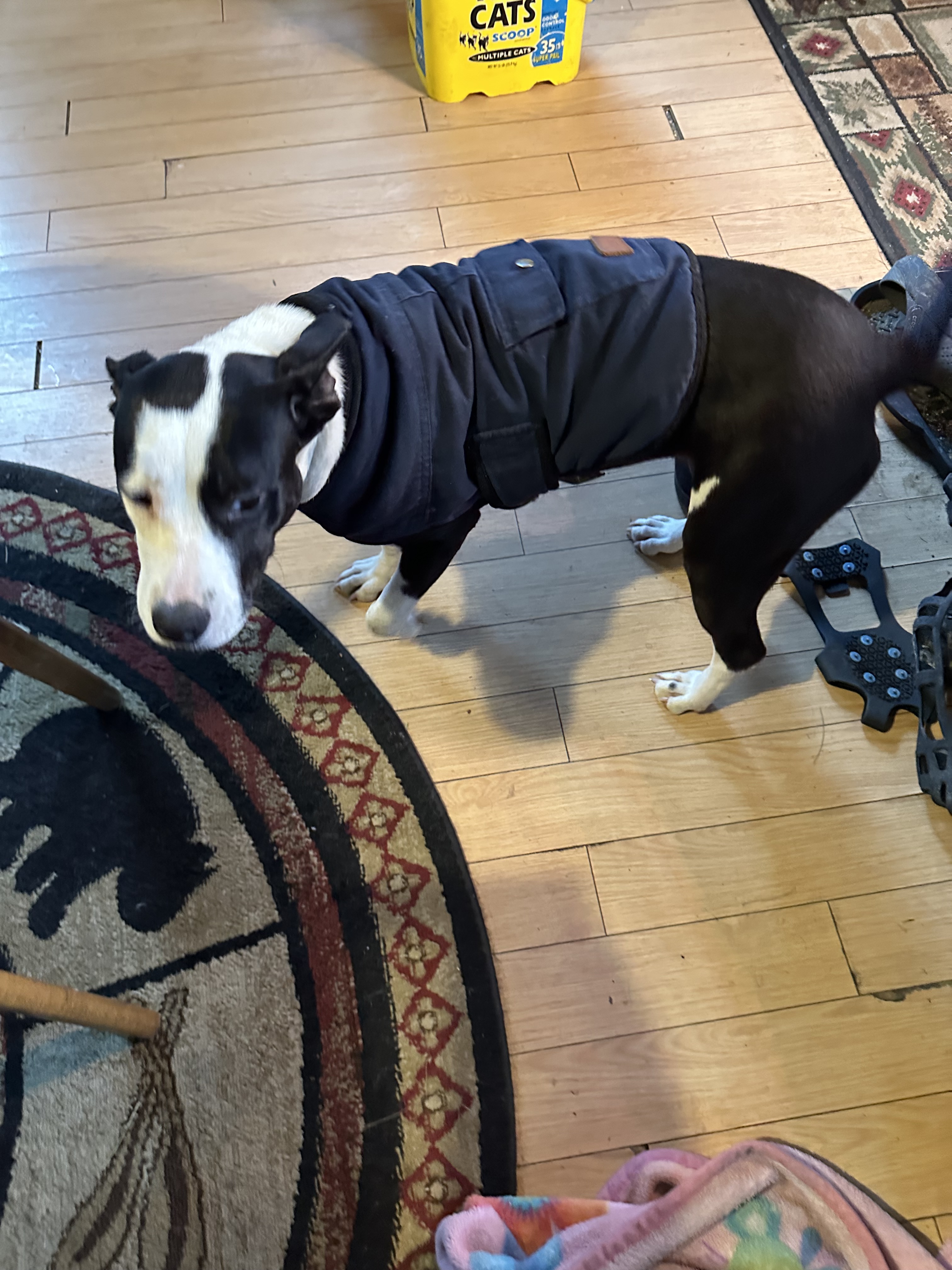 A medium Shorthaired brown dog with brown eyes is sitting on a cozy blanket of tan and cream-colored sherpa fabric.