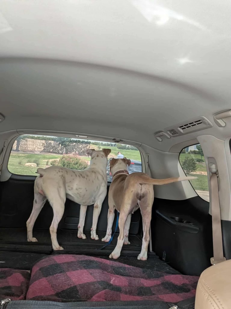 A black and white image of a dog sitting next to a microphone. The dog is staring at the microphone.