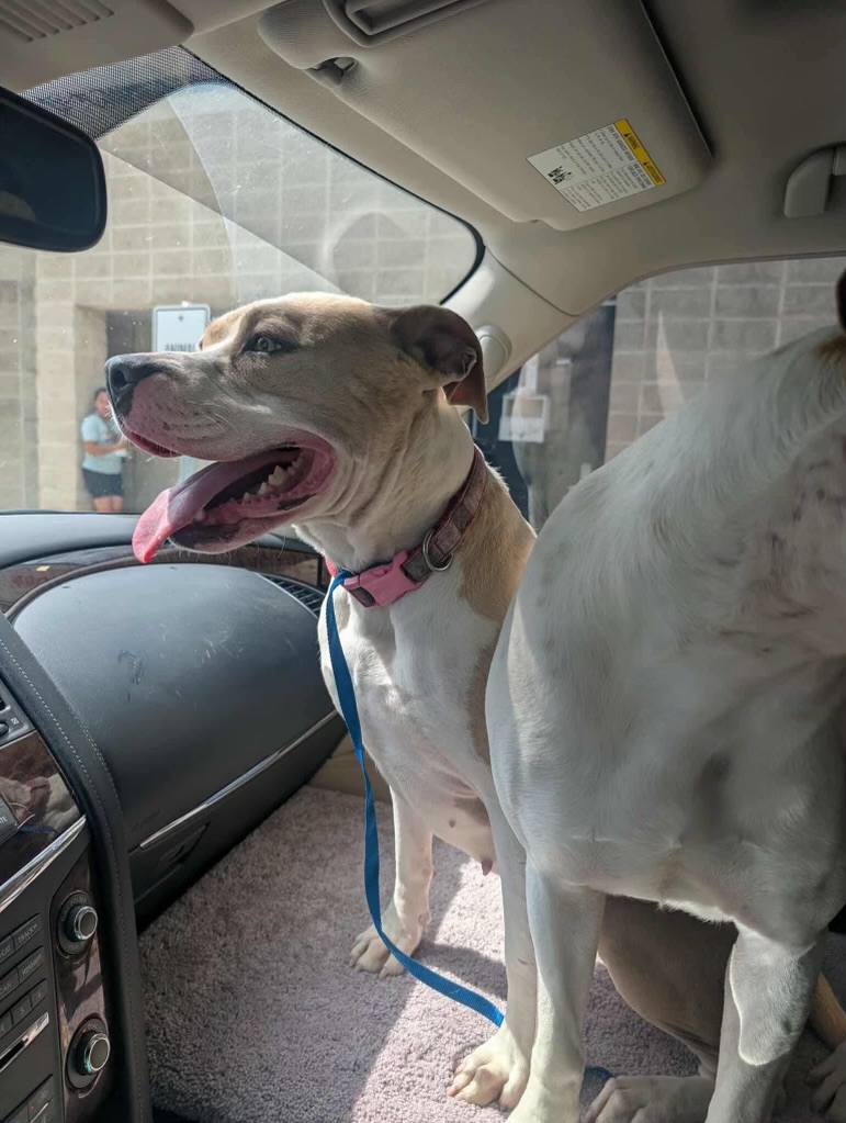 A black and white image of a dog sitting next to a microphone. The dog is staring at the microphone.