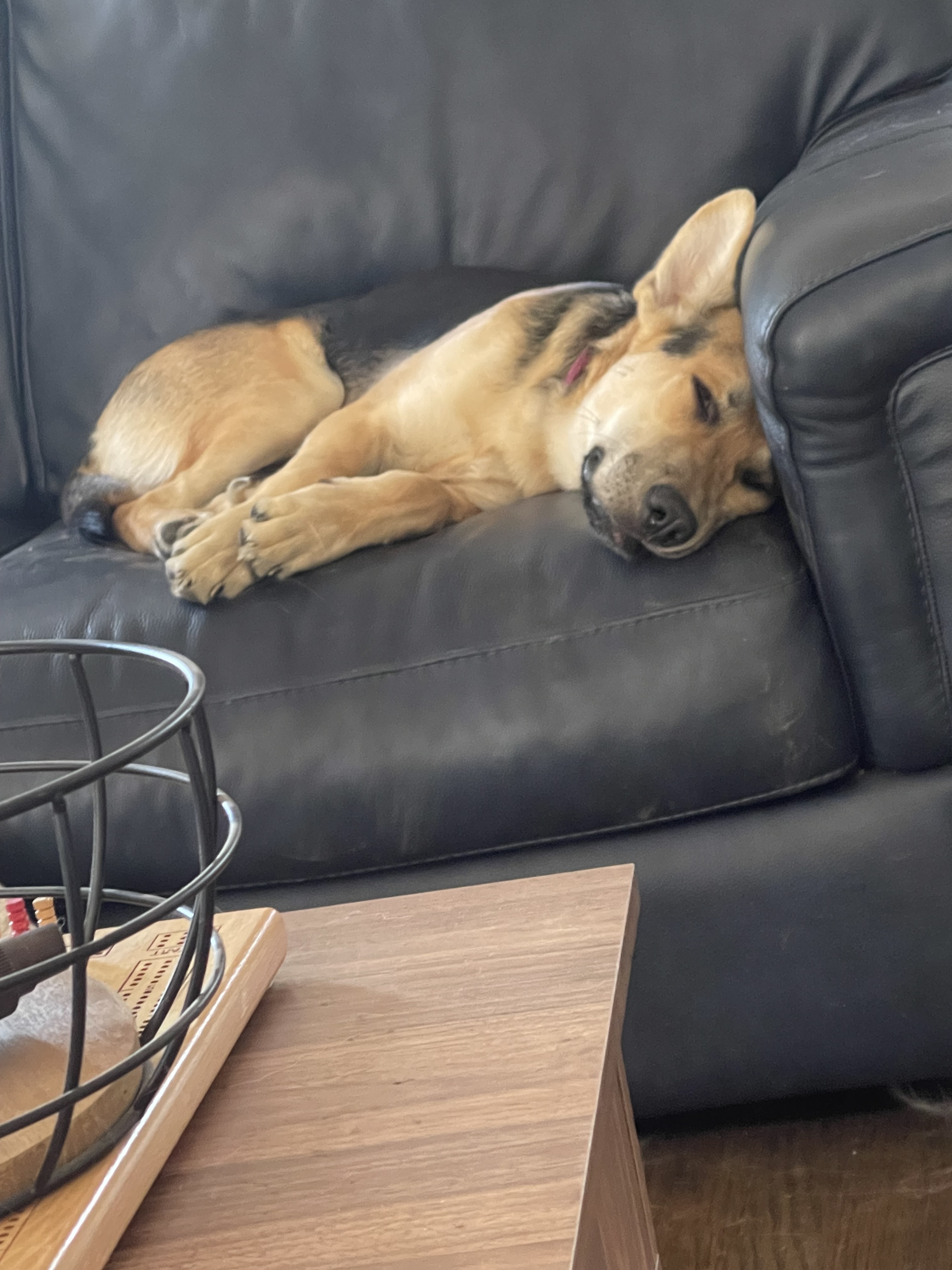 A medium-sized dog, likely a German Shepherd mix, lies in a dark metal kennel or enclosure, its head resting on a pillow w...