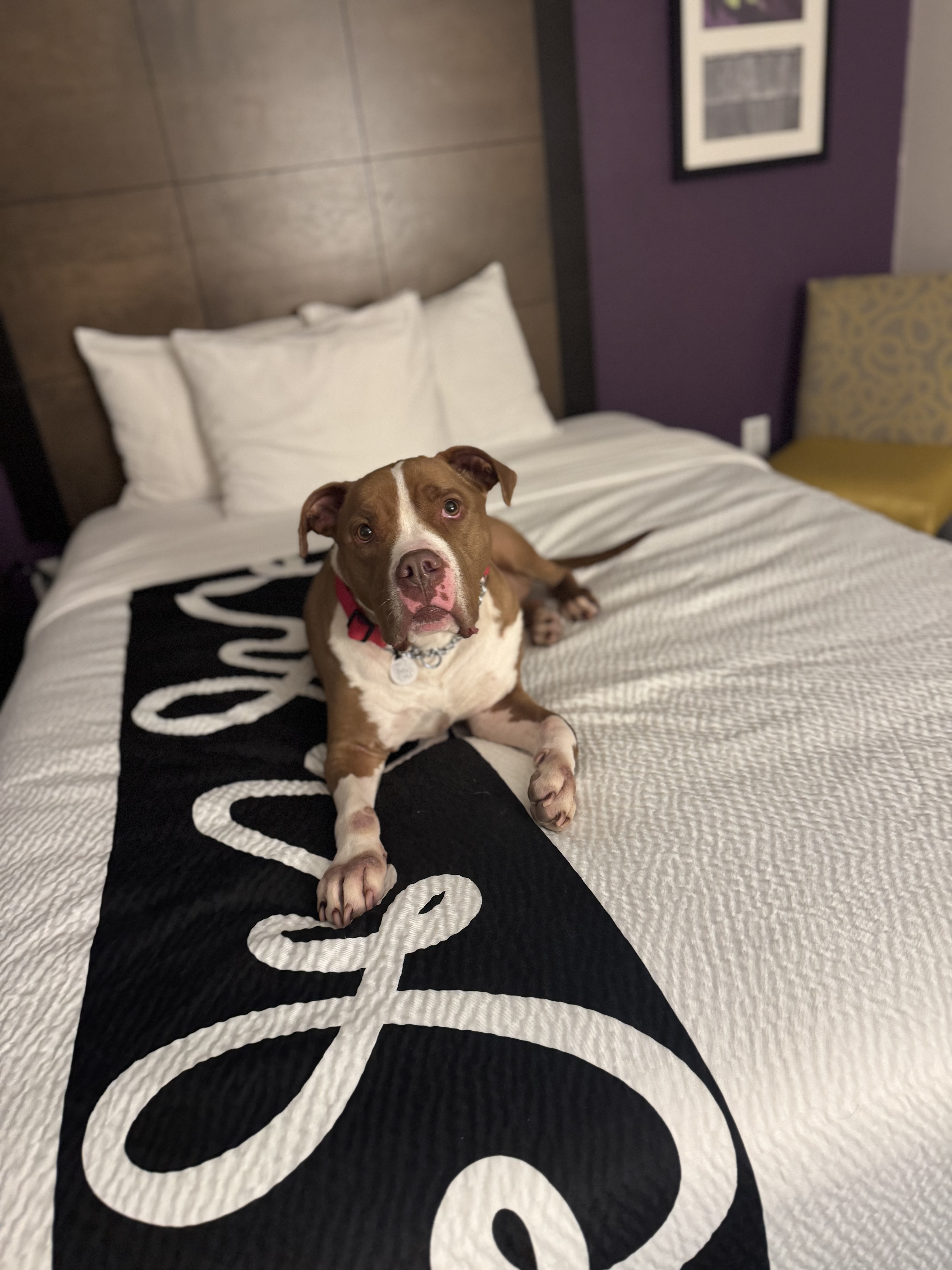 A happy brown dog stands on a concrete floor in front of a wooden door with a golden bell around its neck.