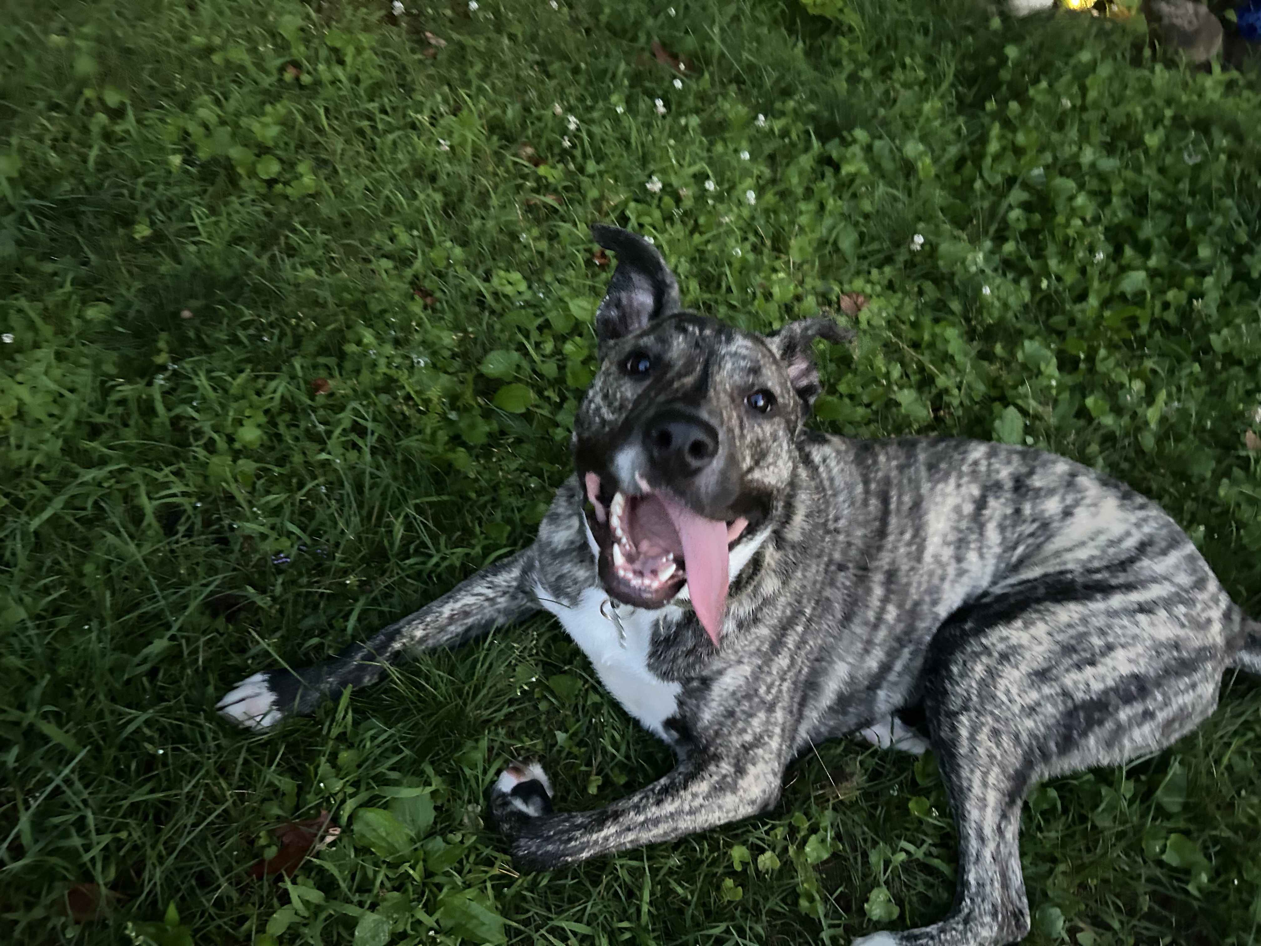 A dog wearing a blue harness and pink collar sits in the front seat of a car, with the driver's window down and a bright b...